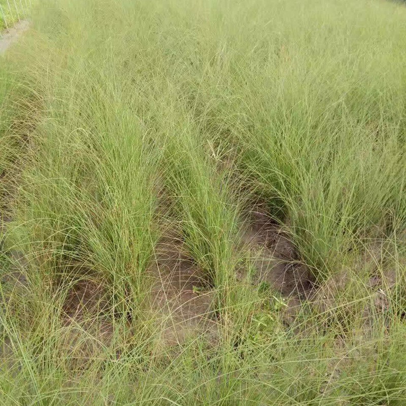 細(xì)葉芒 細(xì)葉芒