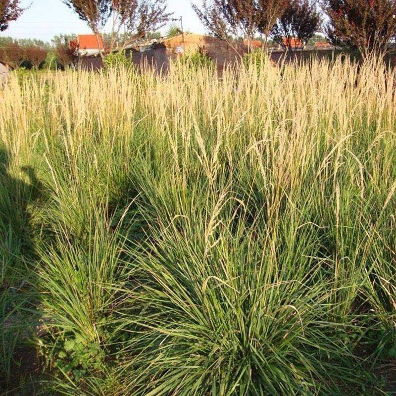 細(xì)葉芒 細(xì)葉芒