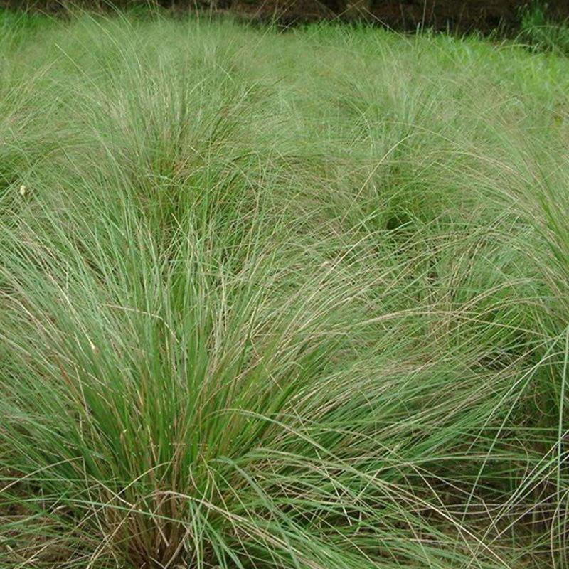 彎葉畫(huà)眉草 彎葉畫(huà)眉草