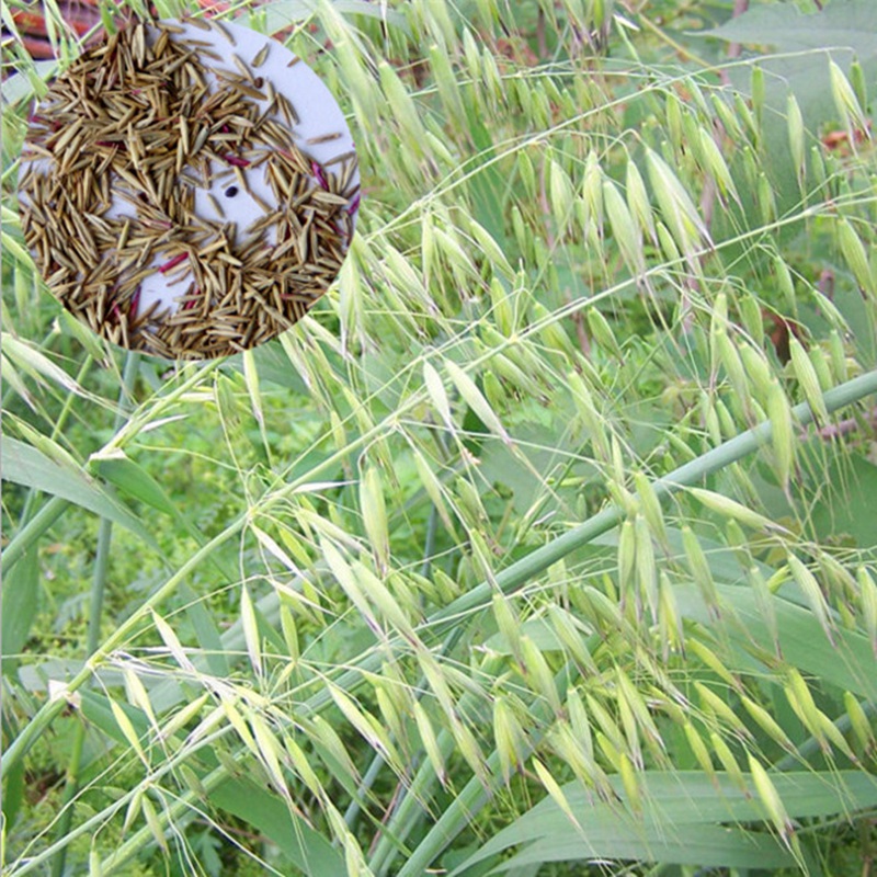 堿茅草.jpg 堿茅草.jpg
