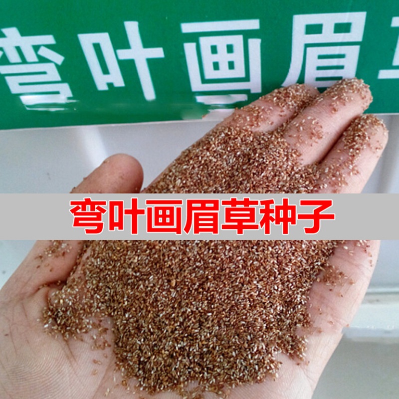 彎葉畫(huà)眉草 彎葉畫(huà)眉草