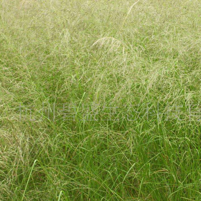 彎葉畫(huà)眉草 彎葉畫(huà)眉草