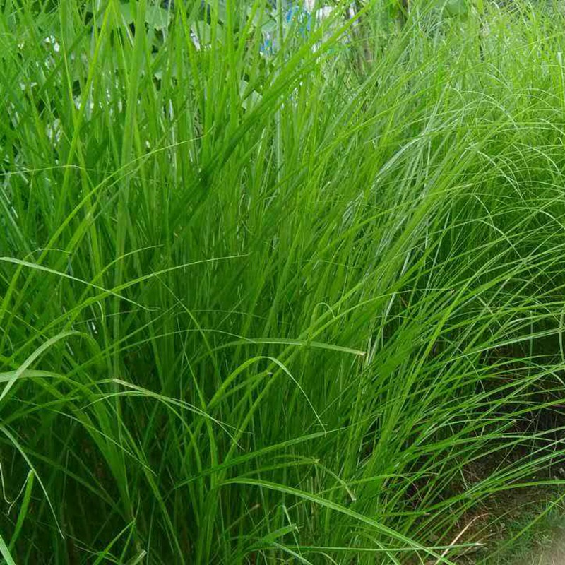 細(xì)葉芒 細(xì)葉芒