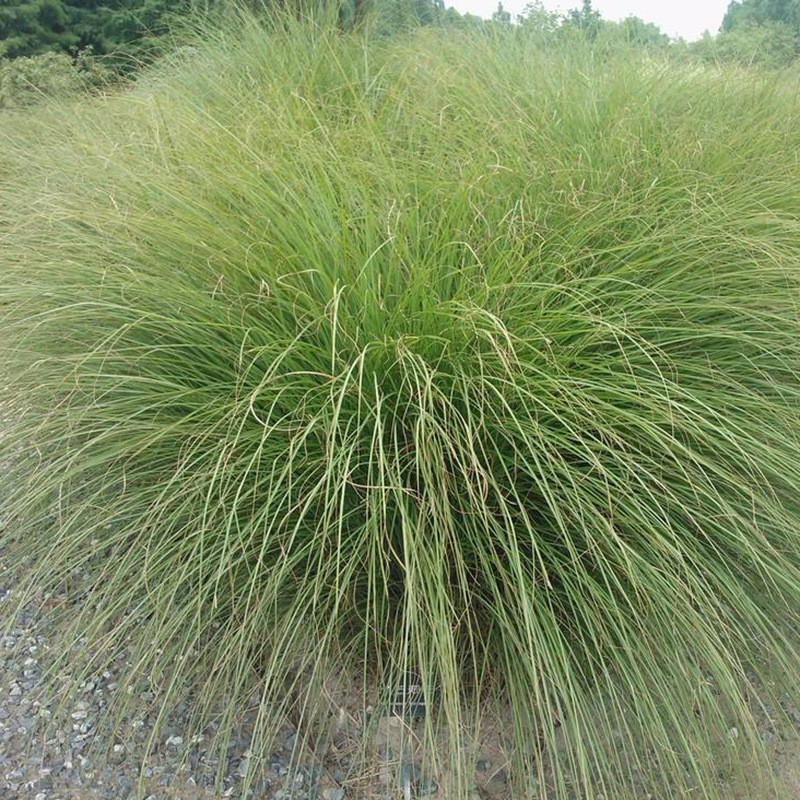 細(xì)葉芒 細(xì)葉芒