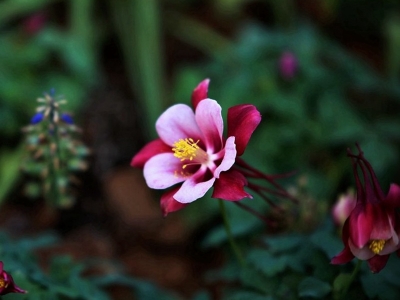 大花耬斗菜種子