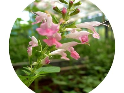 粉萼鼠尾草種子