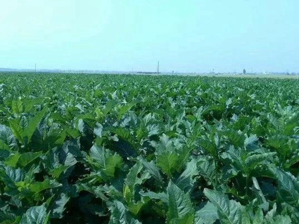 串葉松香草人工種植的時候怎么樣能高產(chǎn)? 串葉松香草人工種植的時候怎么樣能高產(chǎn)?