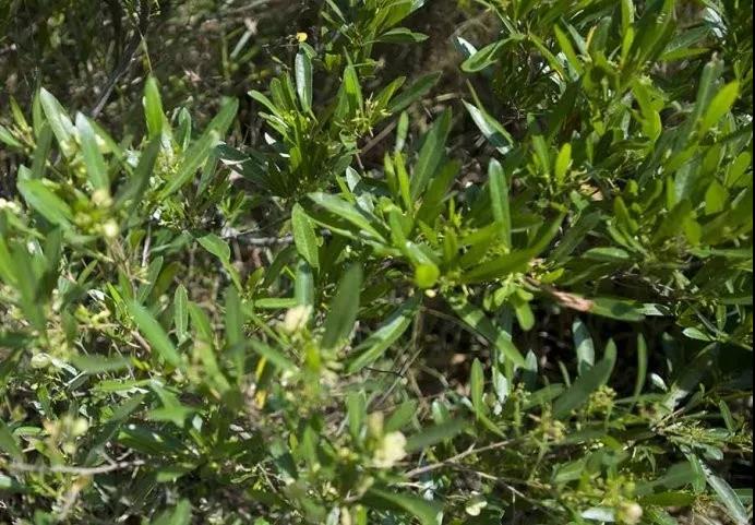 車(chē)桑子繁殖方式以及主要經(jīng)濟(jì)價(jià)值 車(chē)桑子繁殖方式以及主要經(jīng)濟(jì)價(jià)值