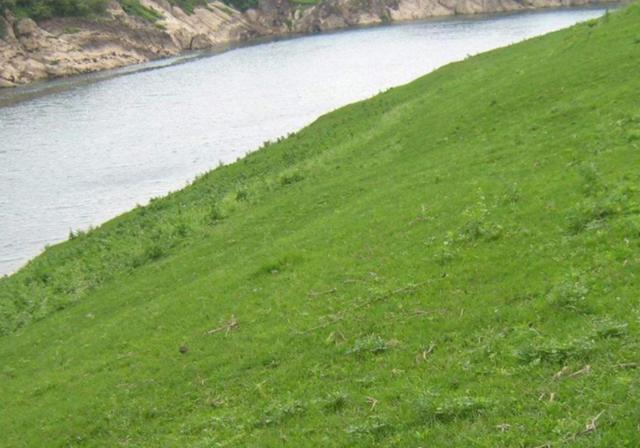 耐活堿草農(nóng)作物,要知道它的生物特性,種植起來很簡單 耐活堿草農(nóng)作物,要知道它的生物特性,種植起來很簡單