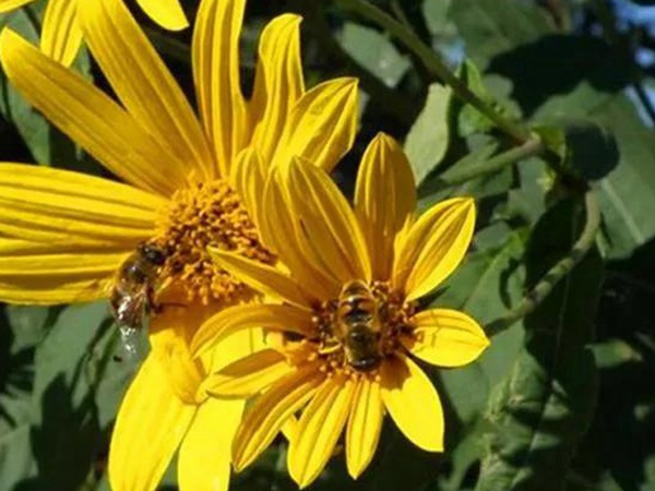 串葉松香草的營養價值以及栽培技術介紹 串葉松香草的營養價值以及栽培技術介紹