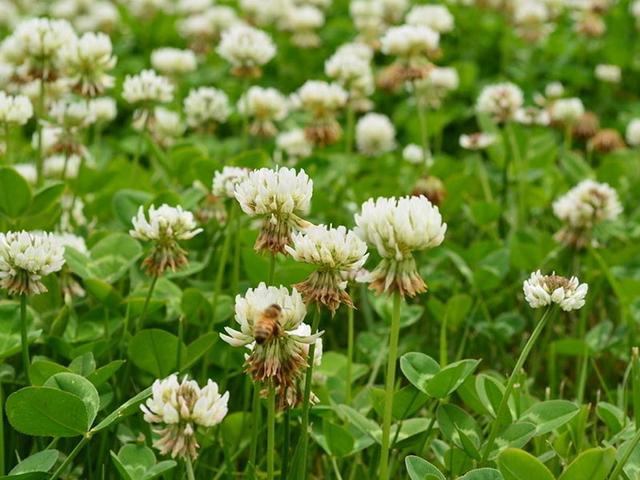 綠化草坪種子種植,白三葉的有點有哪些 綠化草坪種子種植,白三葉的有點有哪些