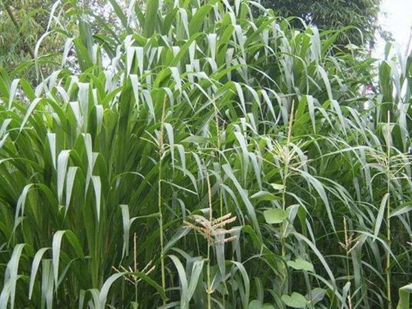 一畝地皇竹草能養(yǎng)幾只羊?可以養(yǎng)多少頭牛在南方地區(qū)？