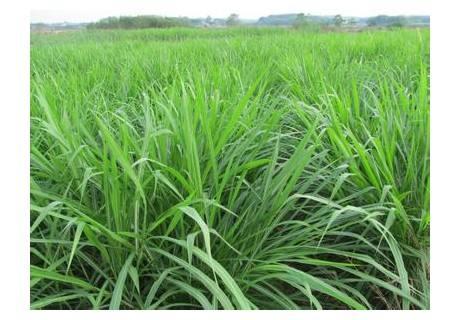 優(yōu)質(zhì)牧草墨西哥玉米草適合在哪里種植比較好 優(yōu)質(zhì)牧草墨西哥玉米草適合在哪里種植比較好