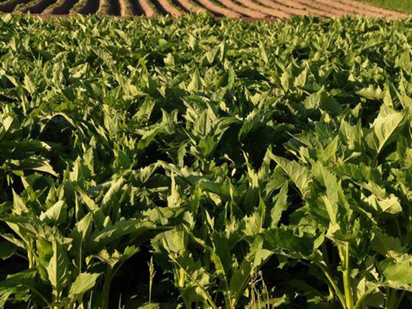 串葉松香飼用價值及方法以及播種技術(shù)