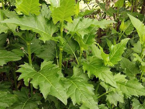 串葉松香草牧草——養(yǎng)畜禽種牧草選對品種很重要 串葉松香草牧草——養(yǎng)畜禽種牧草選對品種很重要