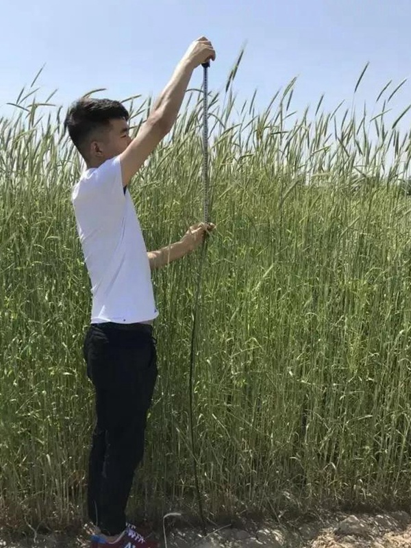 黑麥草種子—冬牧70牧草種子管理方法 黑麥草種子—冬牧70牧草種子管理方法