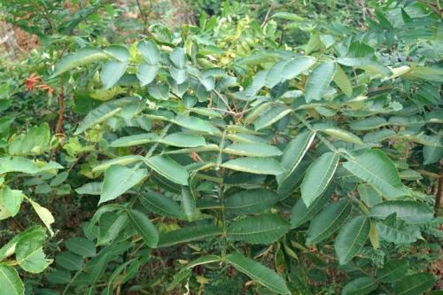 生命力頑強的鹽膚木，鹽膚木基本價值與種植技術介紹