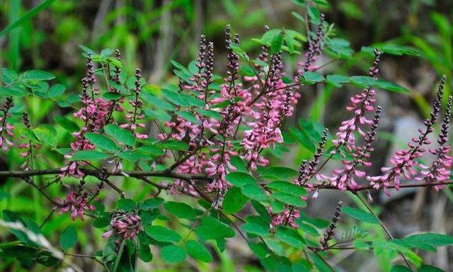 優質牧草—馬棘經濟價值以及播種環境 優質牧草—馬棘經濟價值以及播種環境