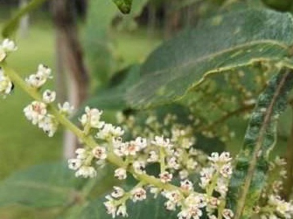 鹽膚木栽培管理技術以及繁殖方法 鹽膚木栽培管理技術以及繁殖方法