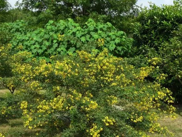 生態綠化種子有哪些,有什么需要注意的 生態綠化種子有哪些,有什么需要注意的