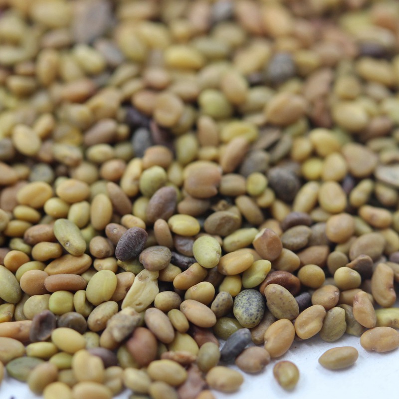 草木樨的種植技術(shù)及栽培方法 草木樨的種植技術(shù)及栽培方法