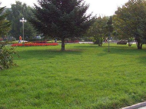 百喜草如何種植,種植方法是什么? 百喜草如何種植,種植方法是什么?