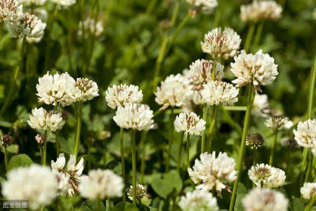 白三葉草優點有哪些,觀賞性怎么樣 白三葉草優點有哪些,觀賞性怎么樣