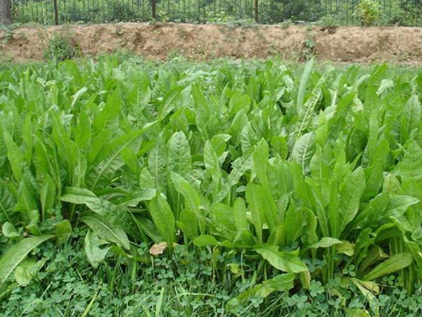 雜交育成的牧草種子,魯梅克斯種子的播種技術與方法 雜交育成的牧草種子,魯梅克斯種子的播種技術與方法