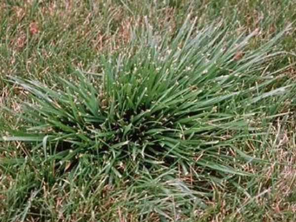 園林綠化中草坪種類的分類與鑒別要點 園林綠化中草坪種類的分類與鑒別要點