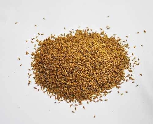 結(jié)縷草草坪草的經(jīng)濟(jì)價(jià)值及其種植管理技術(shù) 結(jié)縷草草坪草的經(jīng)濟(jì)價(jià)值及其種植管理技術(shù)