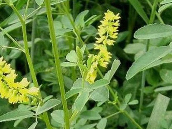 草木樨種子去哪里買比較好？育苗方法有哪些？