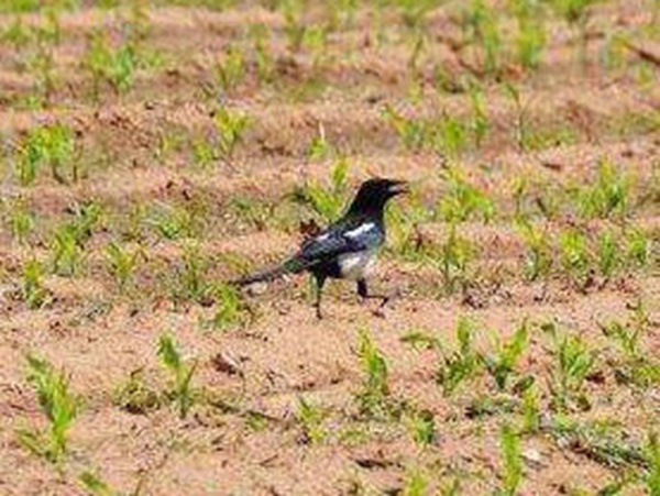 種植墨西哥玉米有這幾個要點,掌握好這幾個要點獲得高產量 種植墨西哥玉米有這幾個要點,掌握好這幾個要點獲得高產量