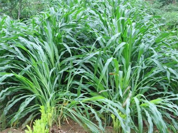 種植墨西哥玉米有這幾個要點,掌握好這幾個要點獲得高產量 種植墨西哥玉米有這幾個要點,掌握好這幾個要點獲得高產量