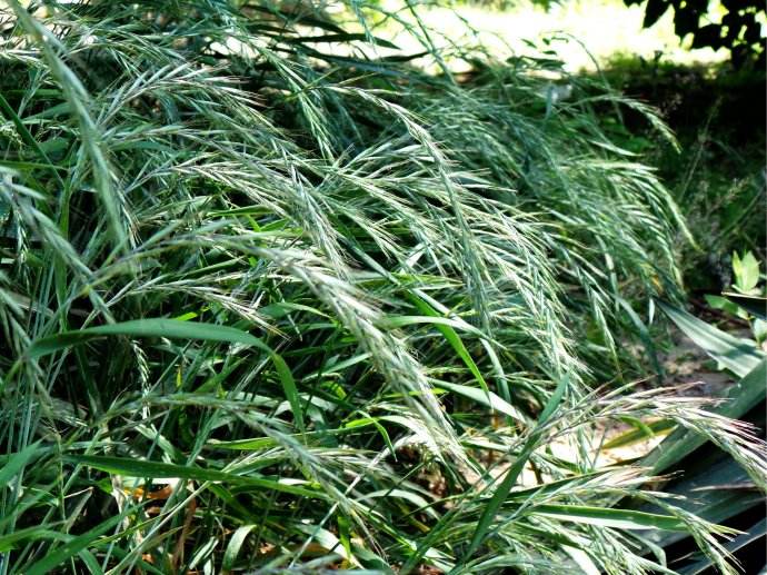 披堿草的栽培技術和如何利用 披堿草的栽培技術和如何利用