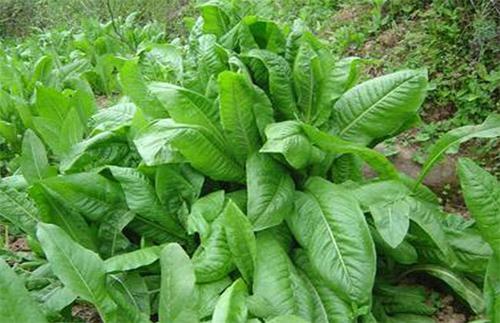 優(yōu)質(zhì)牧草推薦---菊苣基本介紹 優(yōu)質(zhì)牧草推薦---菊苣基本介紹