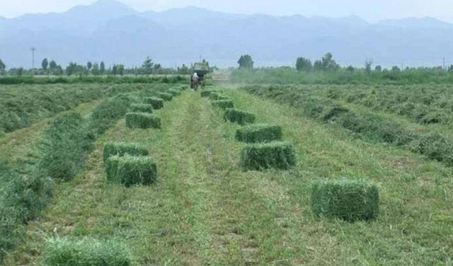 牧草之王—紫花苜蓿高產培育技術 牧草之王—紫花苜蓿高產培育技術
