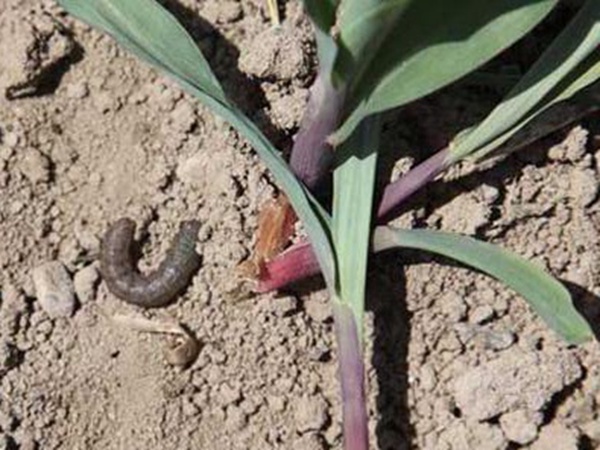 墨西哥玉米草出苗成活率是什么原因,怎么樣提高成活率? 墨西哥玉米草出苗成活率是什么原因,怎么樣提高成活率?