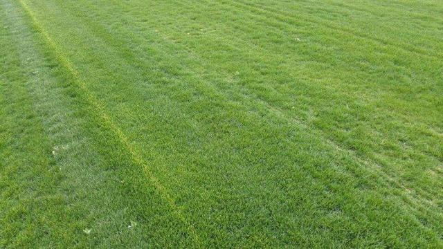 綠化草坪種類圖片,不同的草坪用途和功能都有所差別 綠化草坪種類圖片,不同的草坪用途和功能都有所差別