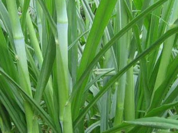 最適合養(yǎng)牛的四種牧草有哪些 最適合養(yǎng)牛的四種牧草有哪些