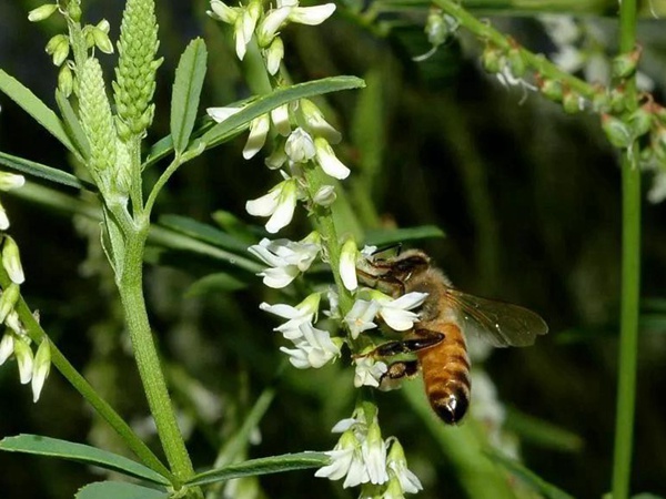 牧草種子——草木樨(白花和黃花) 牧草種子——草木樨(白花和黃花)