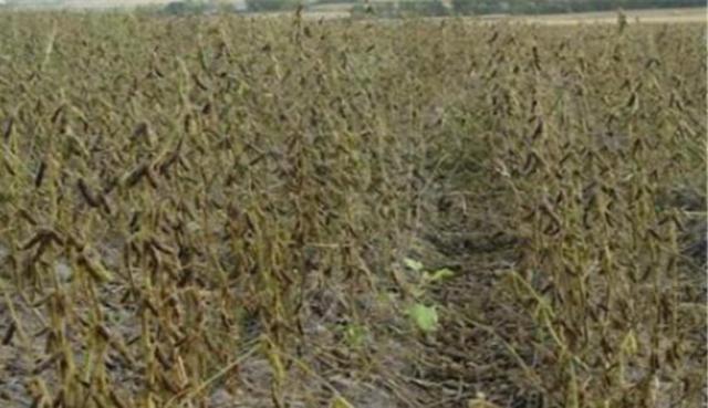 黑豆怎么樣種植?如何提高黑豆高產量? 黑豆怎么樣種植?如何提高黑豆高產量?