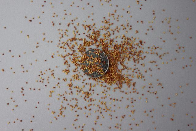 白三葉應該怎么種植?需要哪幾個步驟? 白三葉應該怎么種植?需要哪幾個步驟?