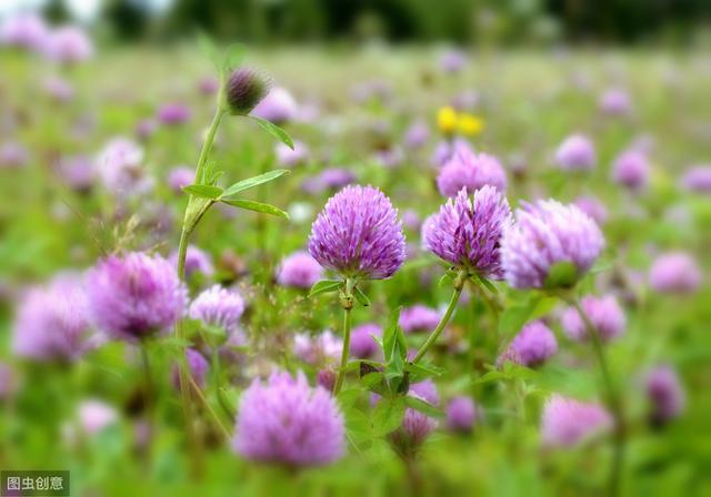 想要紅三葉牧草產量高,應該怎么做? 想要紅三葉牧草產量高,應該怎么做?