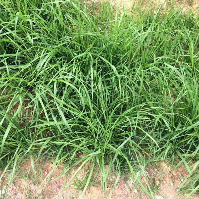 狗牙根和細葉結(jié)縷草兩者有什么區(qū)別 狗牙根和細葉結(jié)縷草兩者有什么區(qū)別