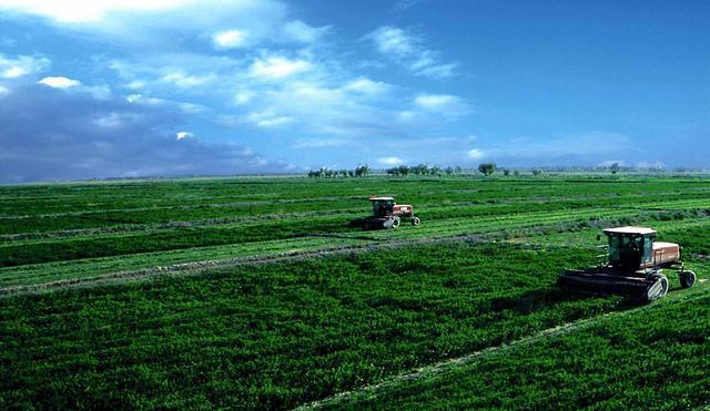 紫花苜蓿人工種植方法有哪些?有什么需要注意的? 紫花苜蓿人工種植方法有哪些?有什么需要注意的?