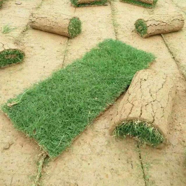 百慕大草坪經濟價值以及播種管理技術 百慕大草坪經濟價值以及播種管理技術