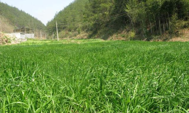 一次種植，多次收益的優(yōu)質(zhì)牧草——多年生黑麥草