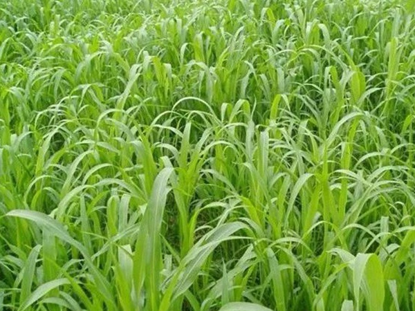 「蘇丹草」的種植方法以及種植方式 「蘇丹草」的種植方法以及種植方式