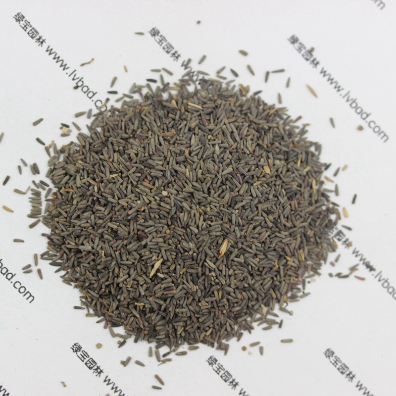 草原松果菊 草原松果菊