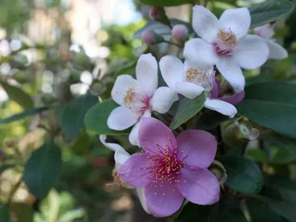 桃金娘的鑒賞與栽培養護 桃金娘的鑒賞與栽培養護